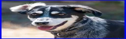 Meticcio cani in regalo: DUMBO simpaticone aspetta.... a Città metropolitana di Milano - Annuncio 5