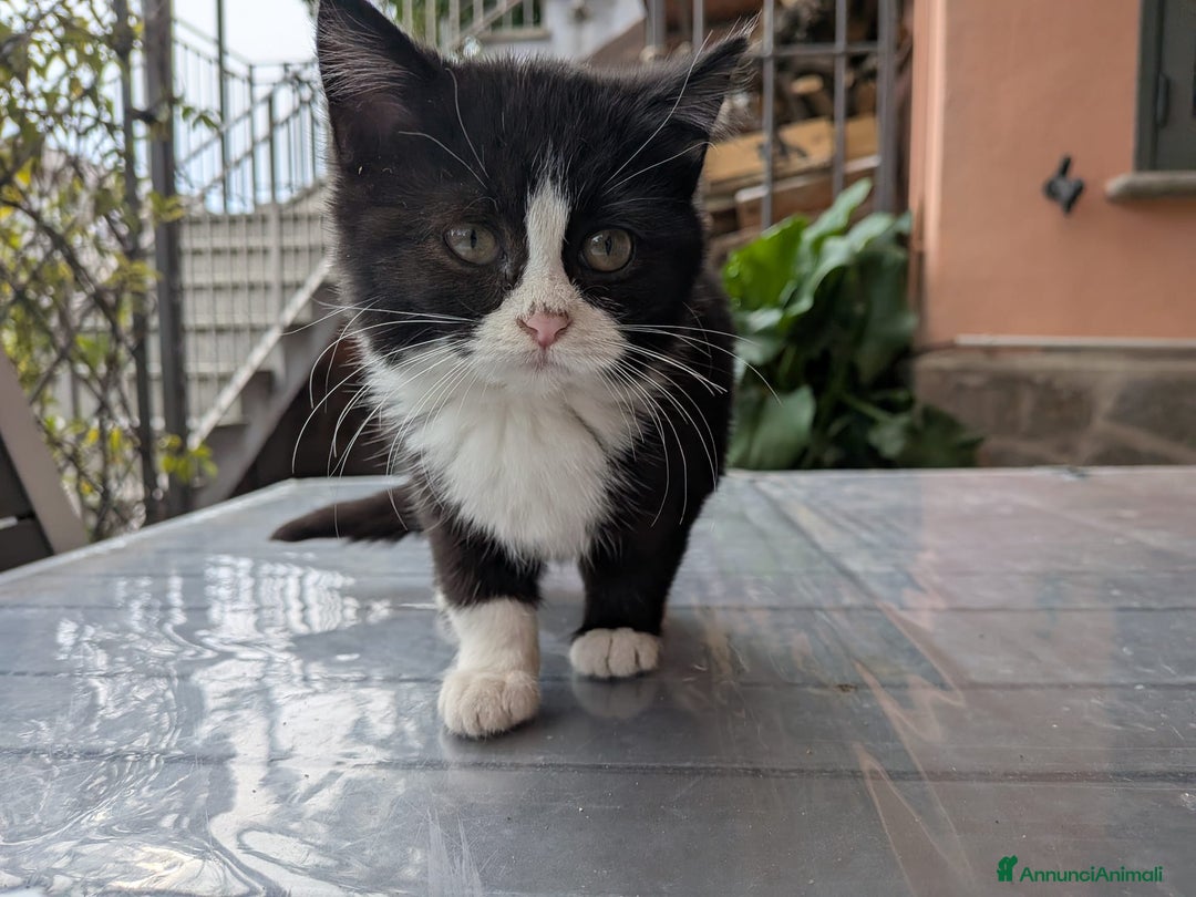 Europeo gatti in regalo: Dolcissime gattine cercano famiglia amorevole - Annuncio 4