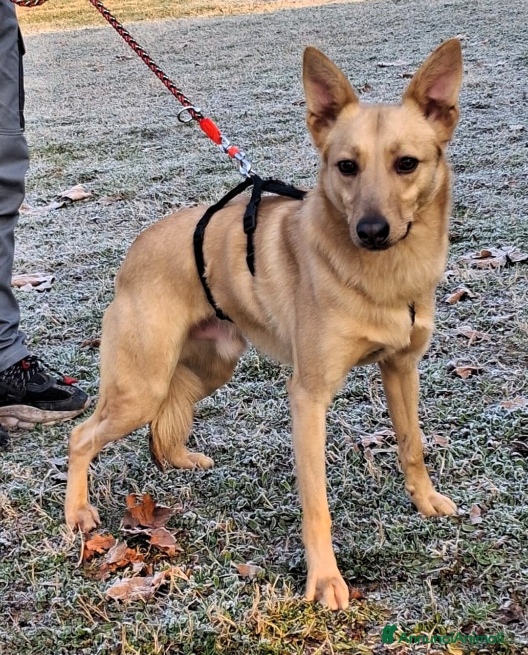 Meticcio cani in regalo: MANUEL DOLCISSIMO CAGNOLINO - Annuncio 3