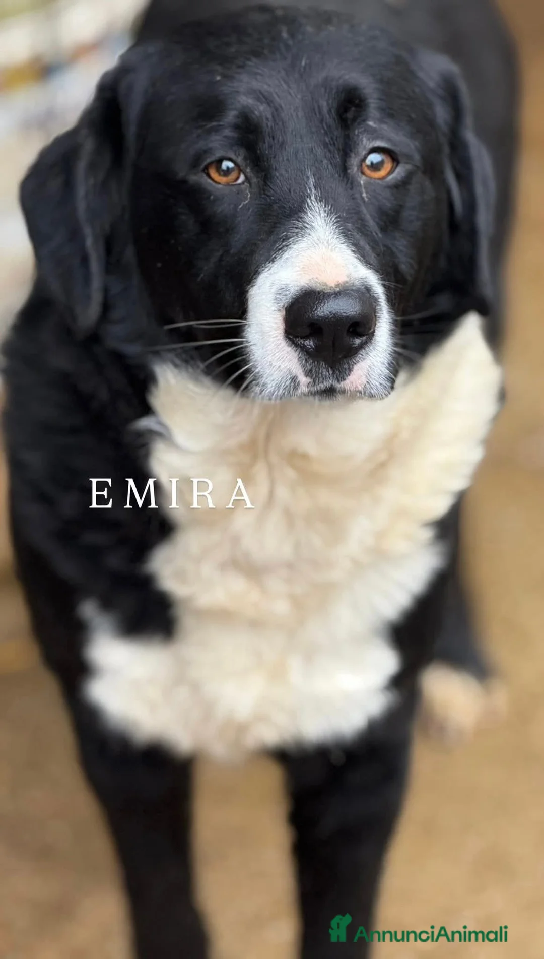 Meticcio cani in regalo: EMIRA, bellissima tenerona in cerca di amore! - Annuncio 2