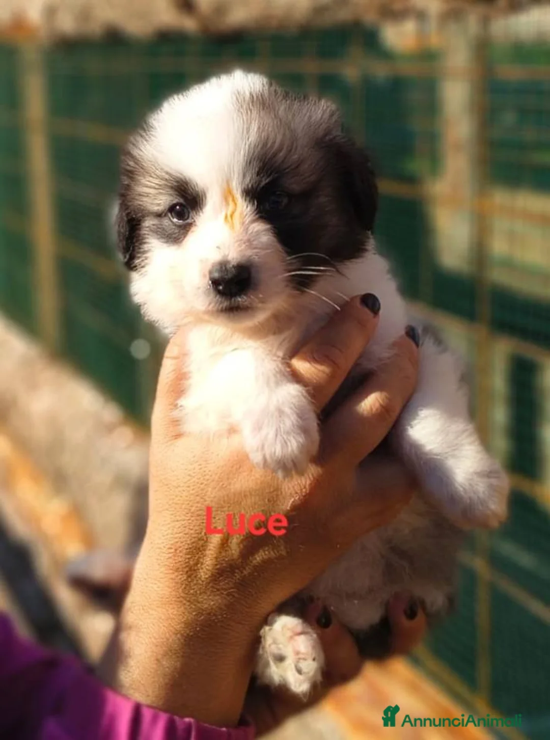 Meticcio cani in regalo: Pandoro Pallino TorroncinoFioccoLuceCannellaStella - Annuncio 3