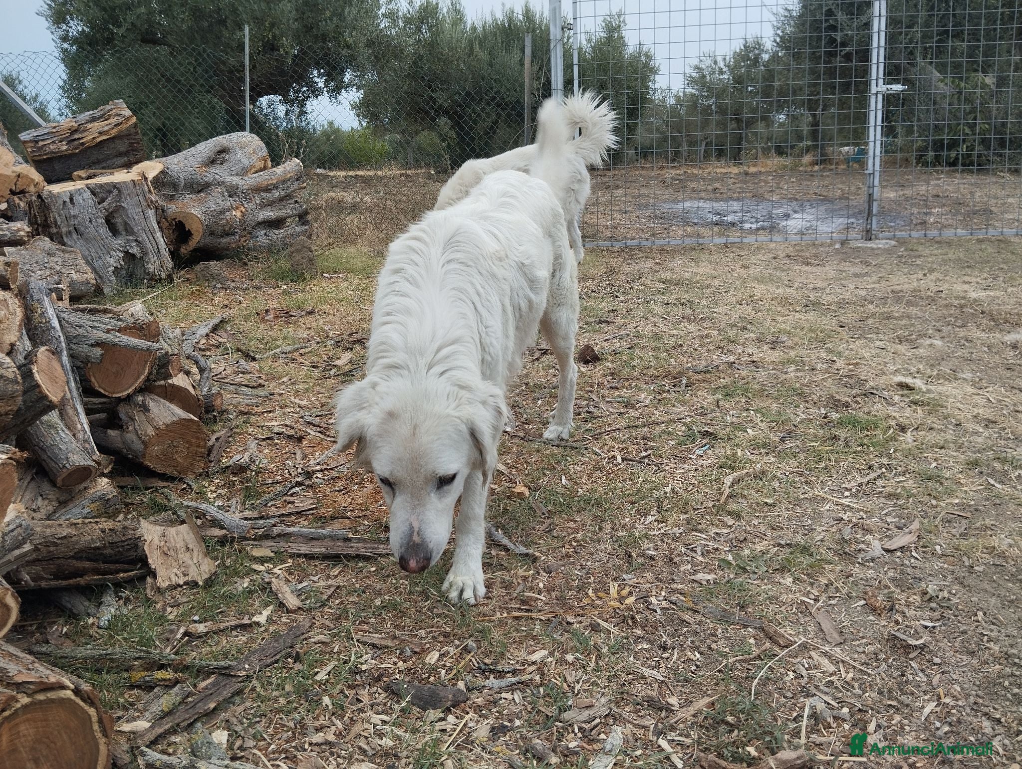 Meticcio cani Cuccioli di pastore abruzzese  - Annuncio 11
