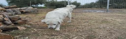 Meticcio cani in vendita: Cuccioli di pastore abruzzese  - Annuncio 1