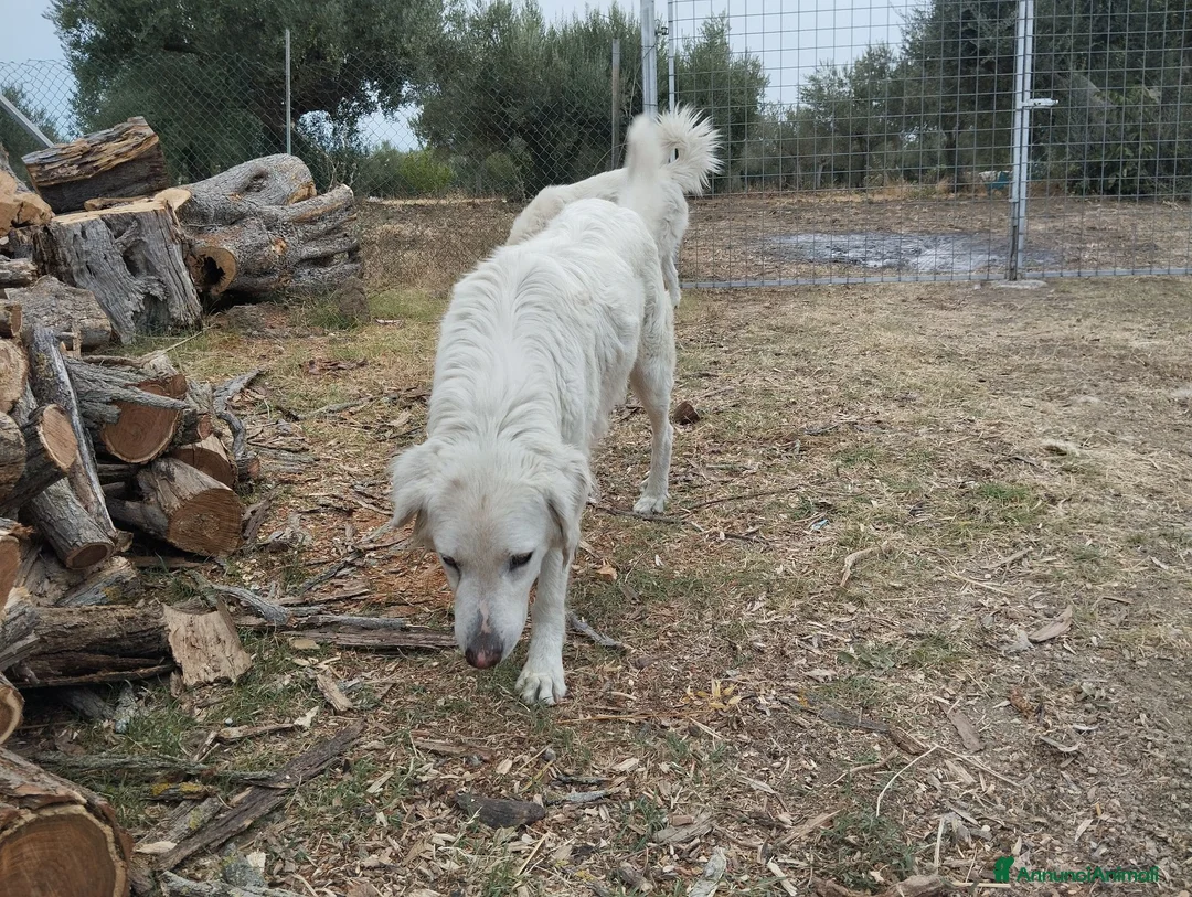Meticcio cani in vendita: Cuccioli di pastore abruzzese  - Annuncio 1