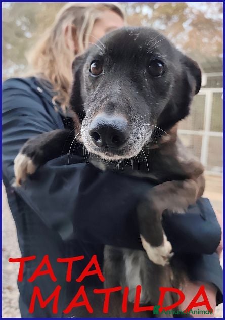 Meticcio cani TATA MATILDA dolce nonnina tg mediopicc - Annuncio 11