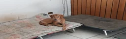 Segugio cani in regalo: NEMO ADORABILE SEGUGIO CERCA LA SUA FAMIGLIA - Annuncio 4