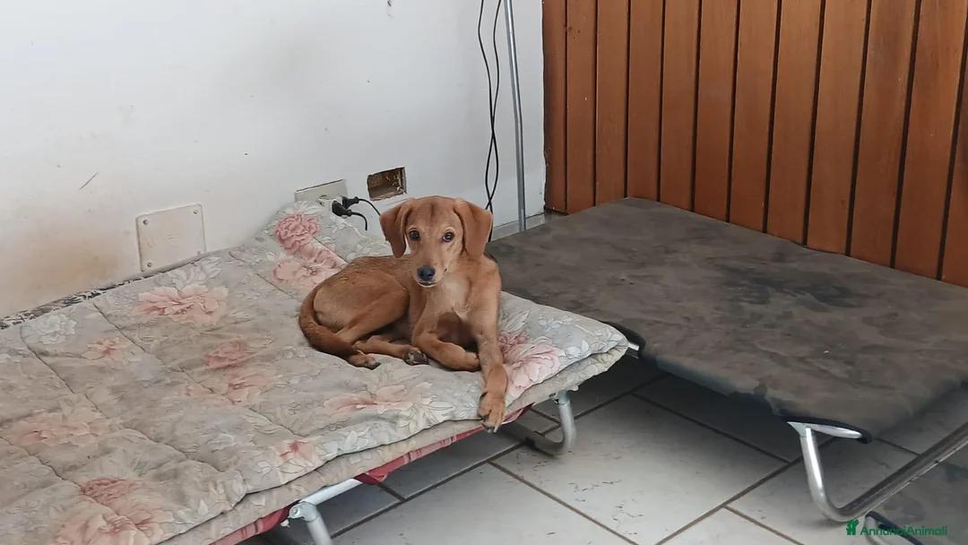 Segugio cani in regalo: NEMO ADORABILE SEGUGIO CERCA LA SUA FAMIGLIA - Annuncio 4
