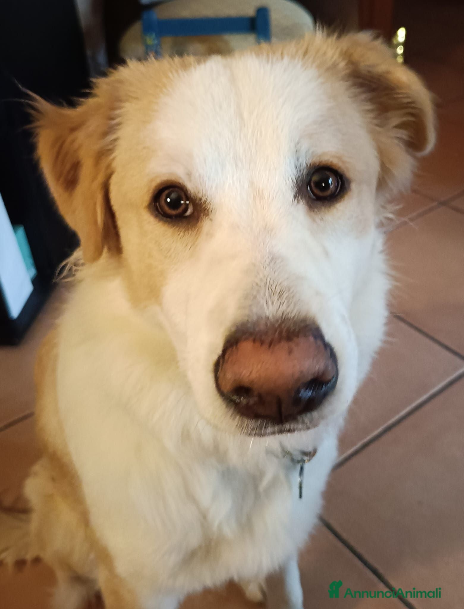 Meticcio cani Taranis - Annuncio 3