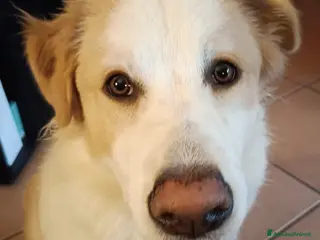 Meticcio cani Taranis - Annuncio 3