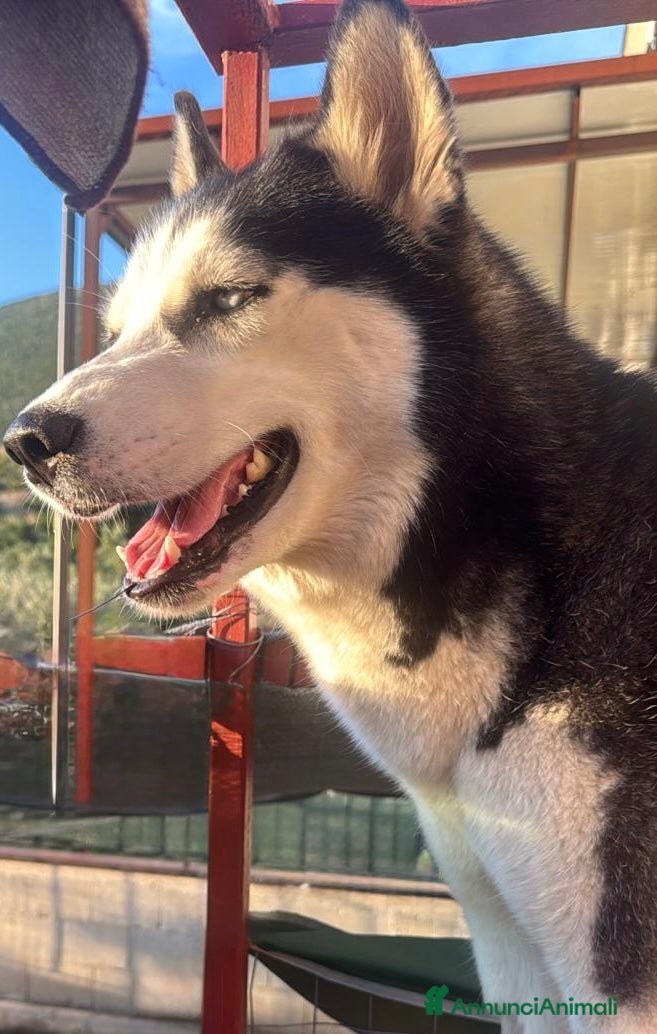 Husky cani Cuccioli di husky  - Annuncio 6