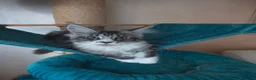 Maine Coon gatti in vendita: PEPITA - Annuncio 2