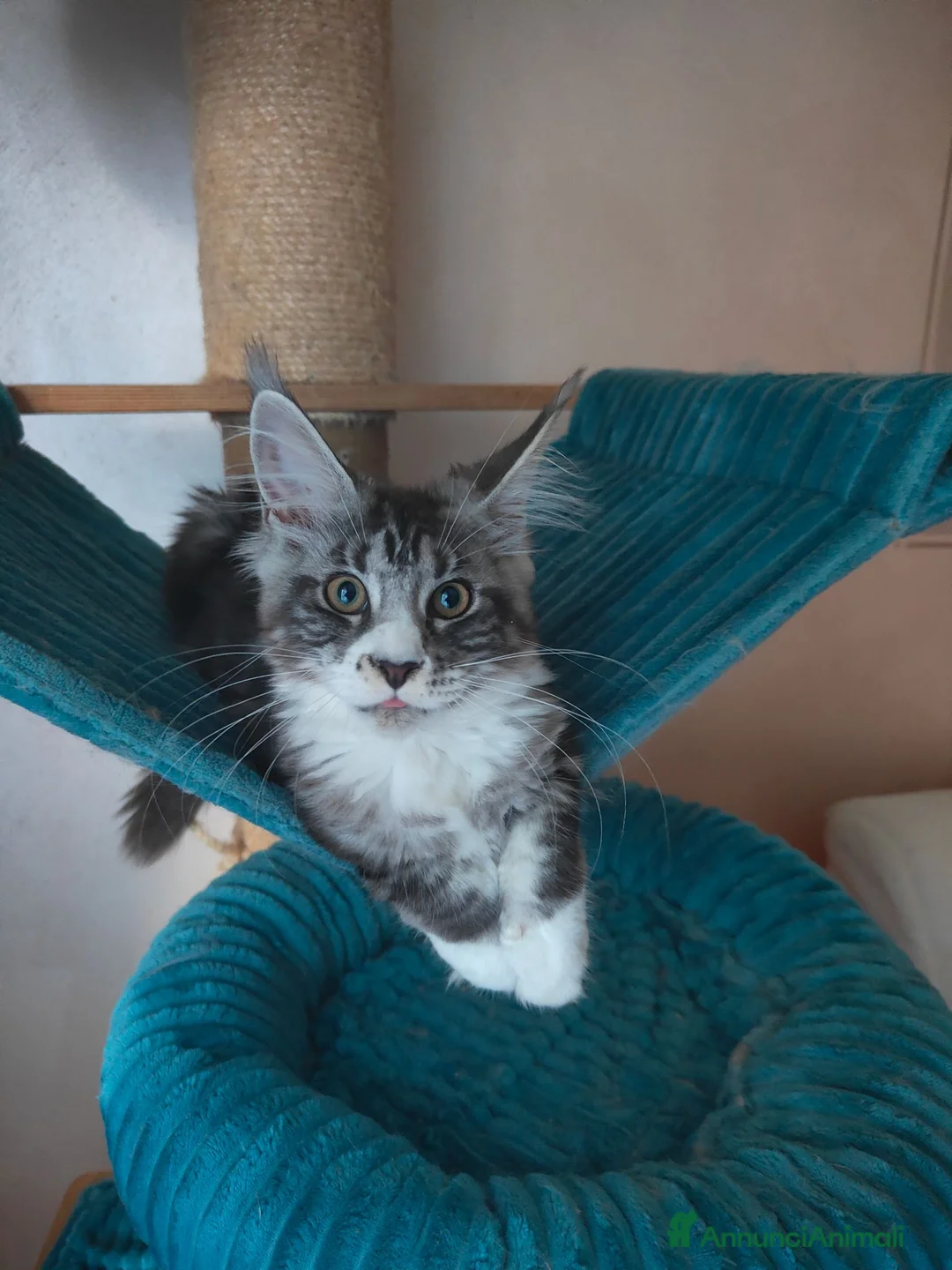 Maine Coon gatti in vendita: PEPITA - Annuncio 2