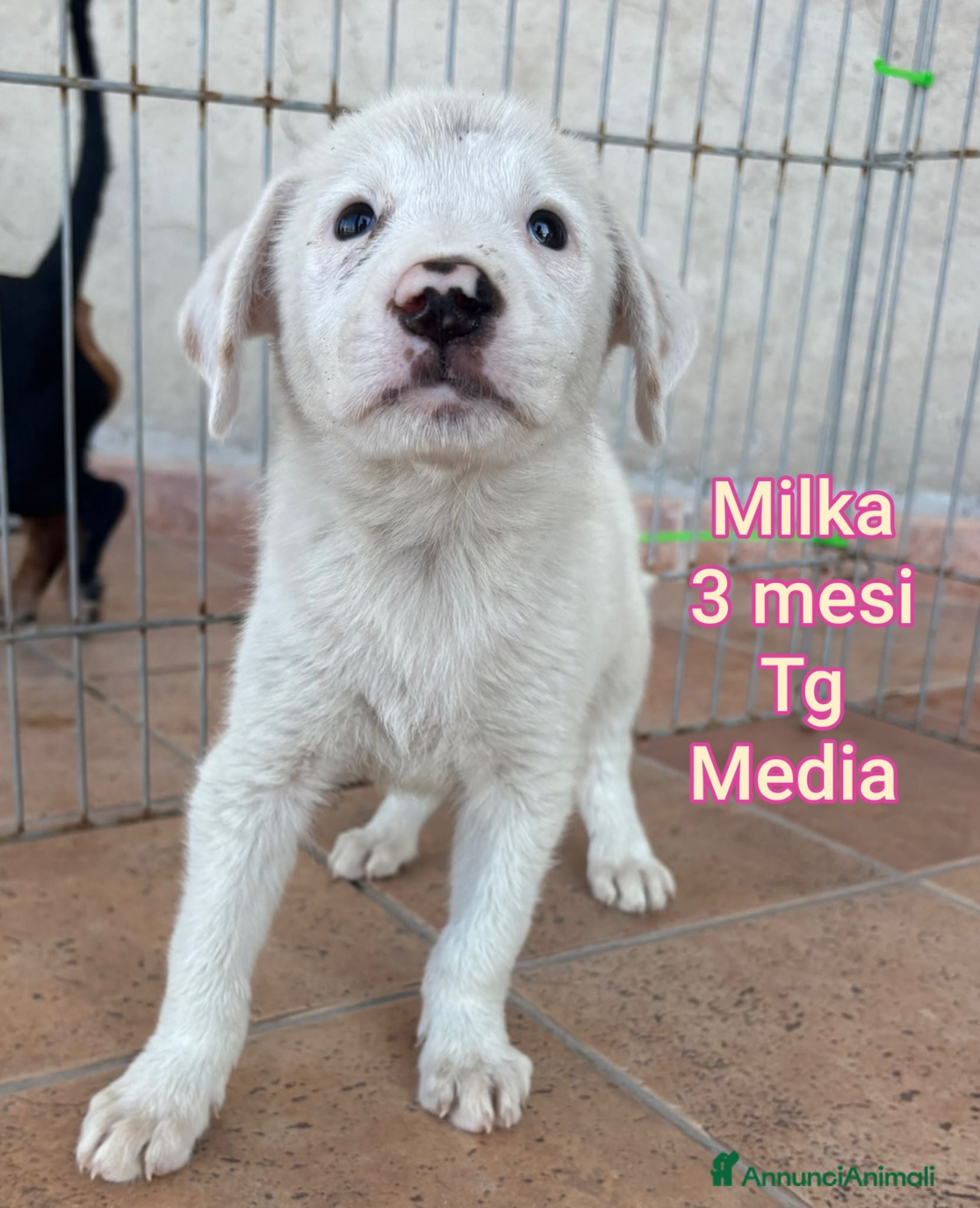 Meticcio cani CUCCIOLI ABBANDONATI: URGENTE  - Annuncio 11