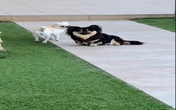Chihuahua cani in vendita: Chihuahua adulta a Provincia di Brescia - Immagine 10