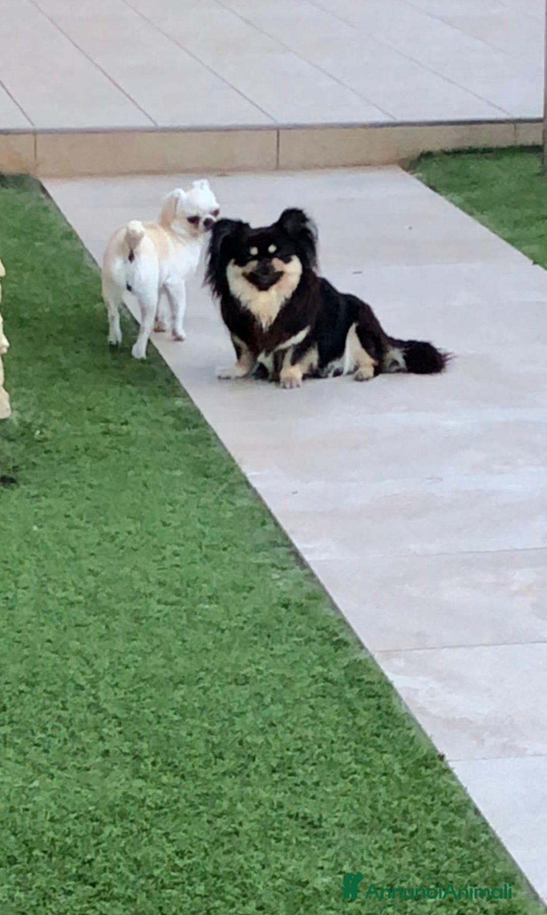 Chihuahua cani in vendita: Chihuahua adulta a Provincia di Brescia - Immagine 10