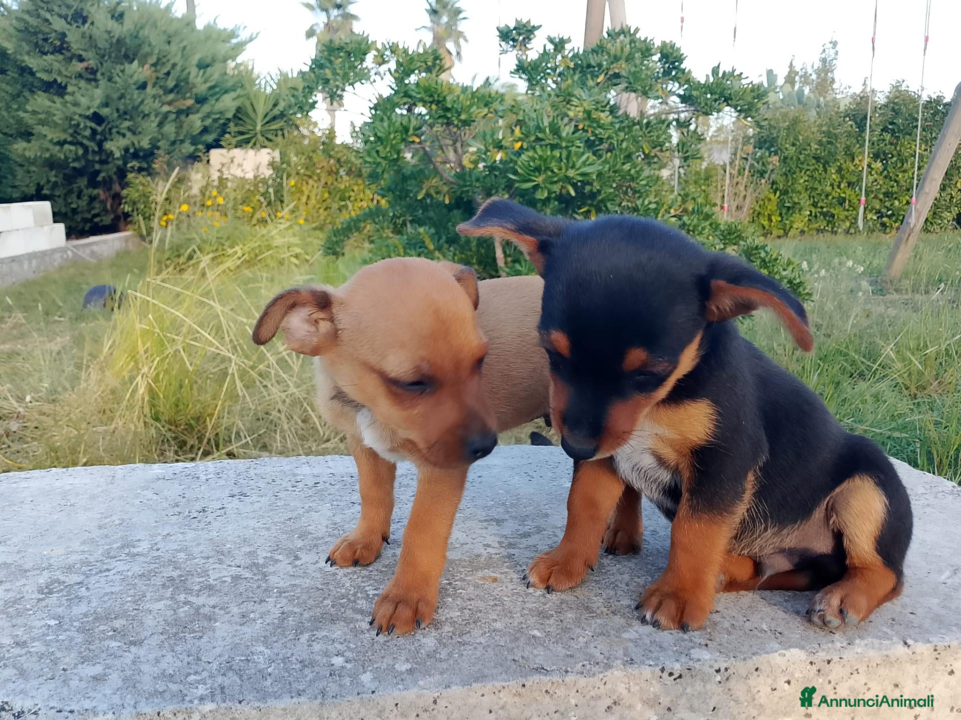 Meticcio cani Cuccioletti di piccola taglia - Annuncio 2