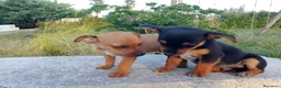 Meticcio cani in regalo: Cuccioletti di piccola taglia - Annuncio 1