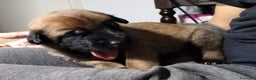Pastore Belga cani in vendita: Cuccioli pastore belga Malinois con Pedigree ENCI - Annuncio 1
