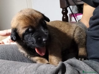 Pastore Belga cani Cuccioli pastore belga Malinois con Pedigree ENCI - Annuncio 26