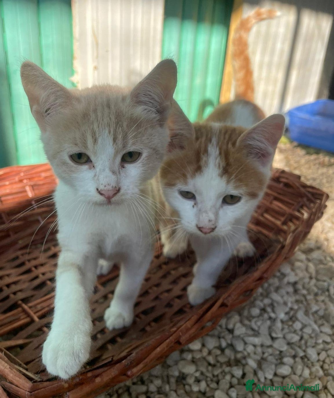 Meticcio gatti PIMPI E POOH a Città metropolitana di Roma Capitale - Annuncio 31