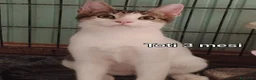 Europeo gatti in regalo: GATTINI BISOGNOSI CERCANO AMORE  a Città Metropolitana di Bologna - Annuncio 10