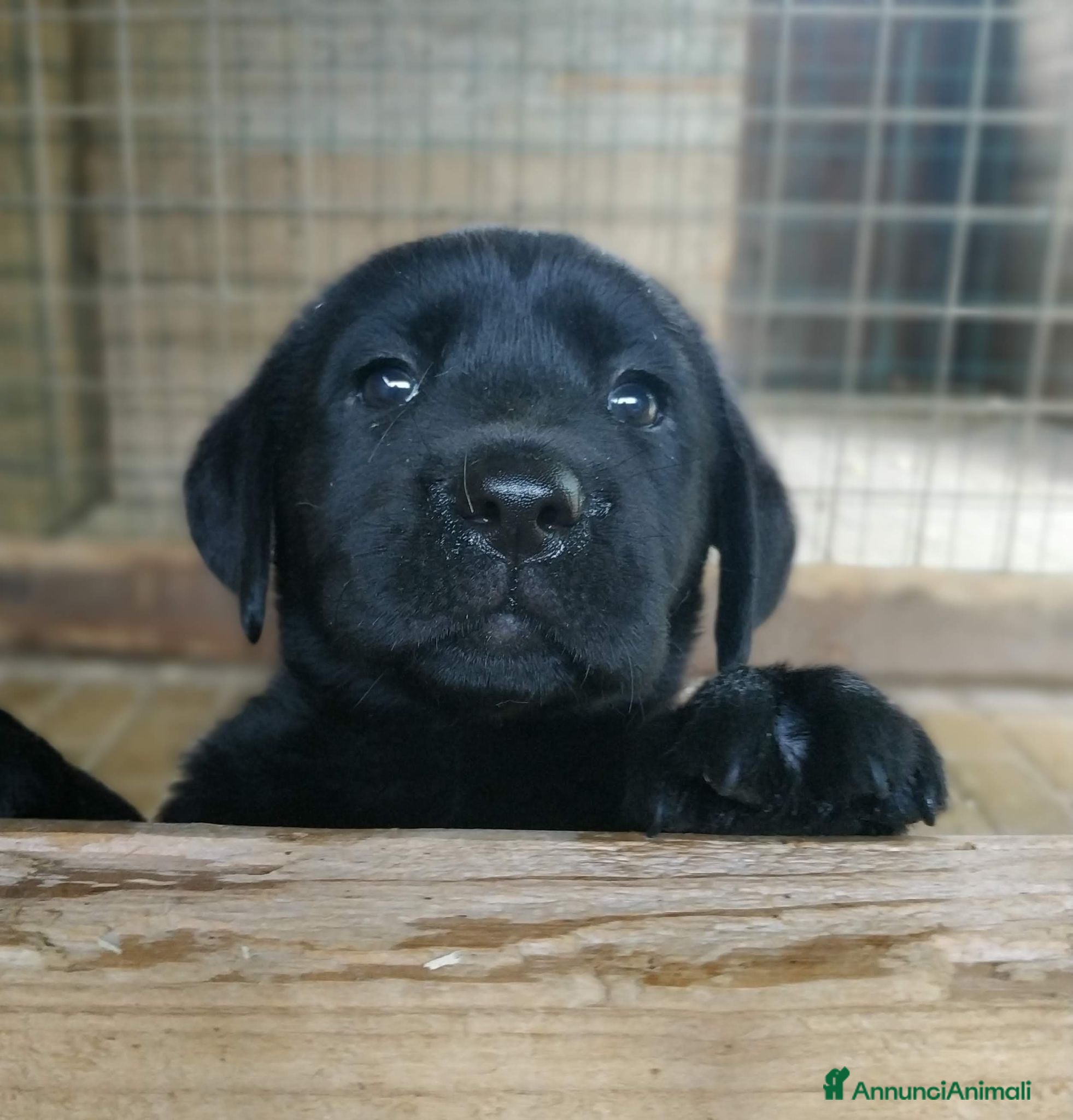 Altre razze gatti Cuccioli Labrador Retriver - Annuncio 2
