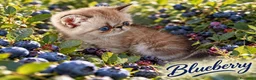 Exotic Shorthair gatti in vendita: Exotic Shorthair  - Annuncio 6