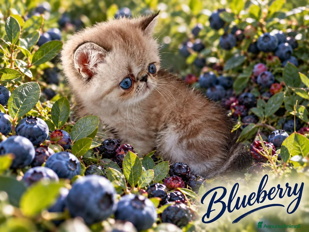 Exotic Shorthair gatti in vendita: Exotic Shorthair  - Annuncio 6