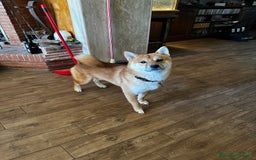 Shiba Inu cani per accoppiamento: Accoppiamento - Immagine 1