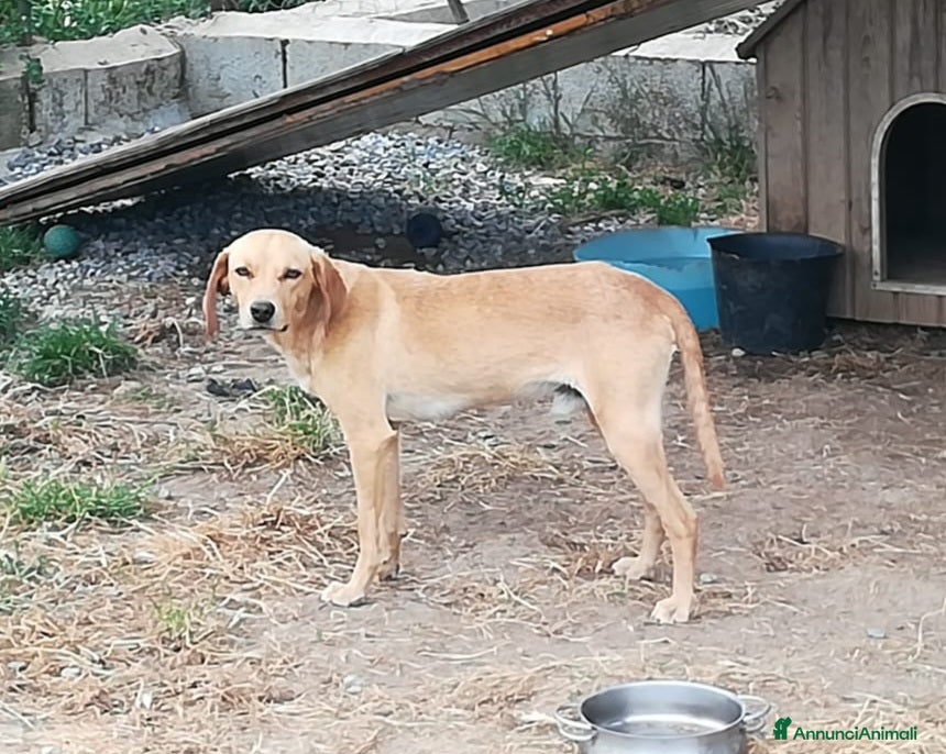 Meticcio cani JAZZ ASPETTA UNA MAMMA  - Annuncio 29
