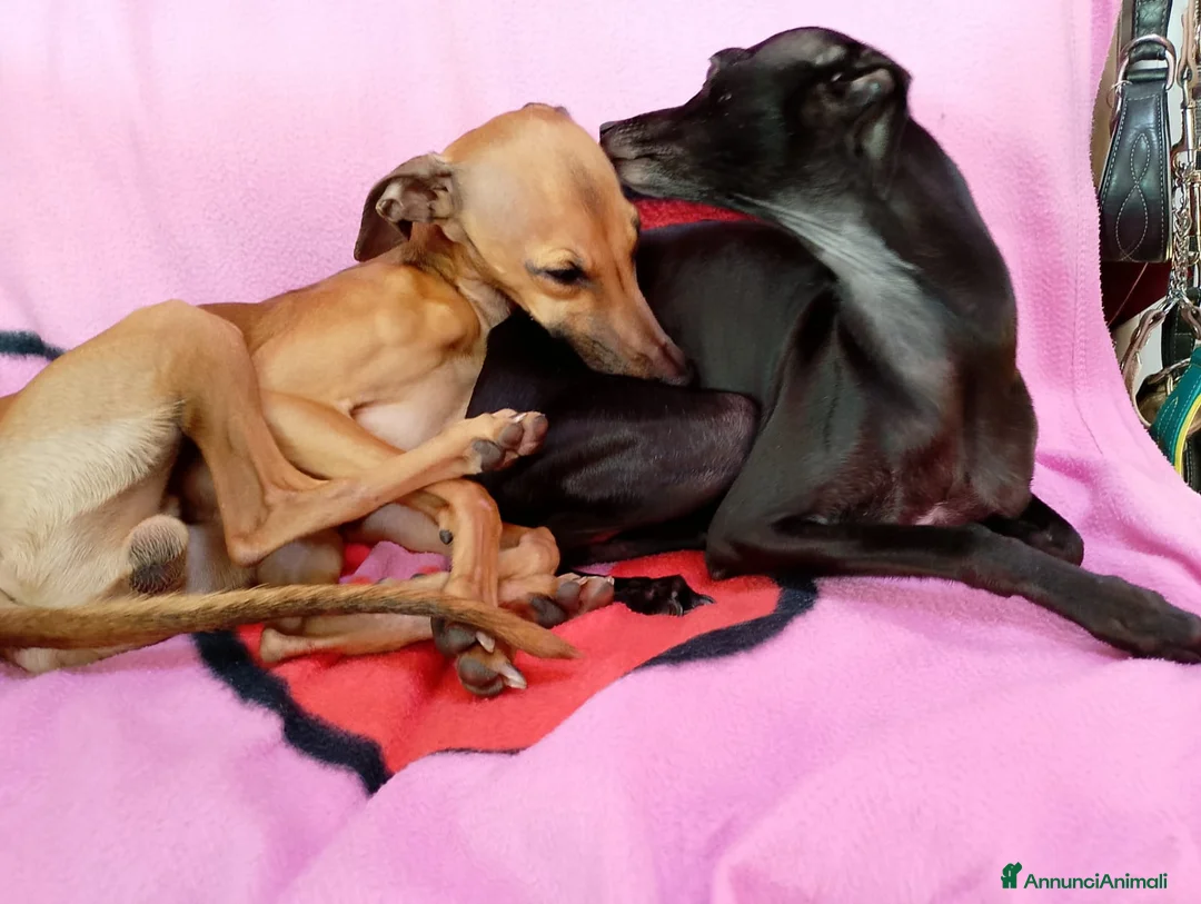 Levriero cani in vendita: Cuccioli di piccolo levriero italiano - Annuncio 5