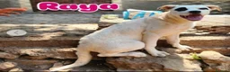Meticcio cani in regalo: 2molossini 14mesi crescono in recinto.COSENZA HELP - Annuncio 6