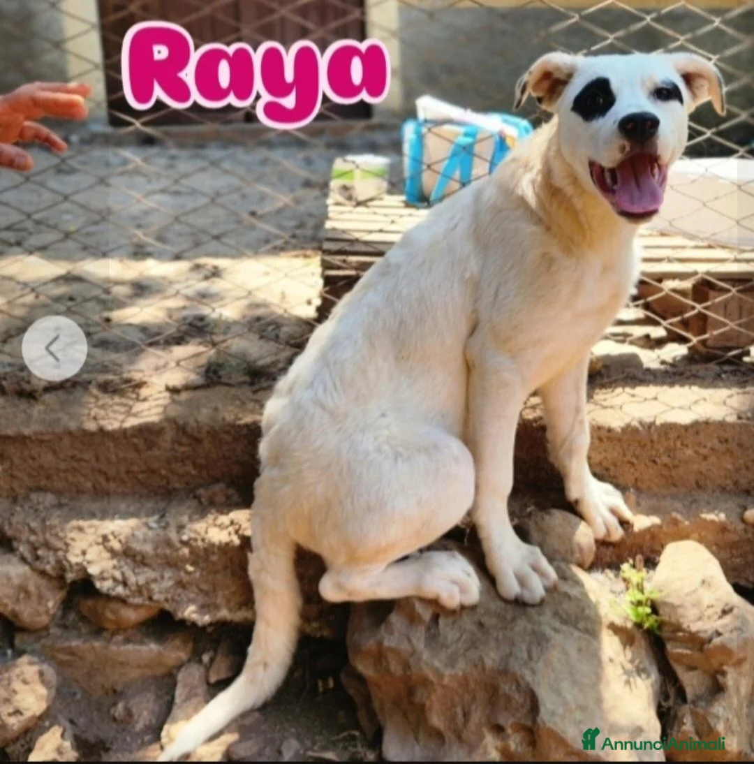 Meticcio cani in regalo: 2molossini 14mesi crescono in recinto.COSENZA HELP - Annuncio 6