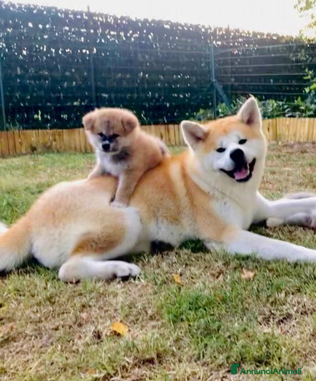 Akita Inu cani in vendita: Cuccioli di Akita LOMBARDIA  - Annuncio 12