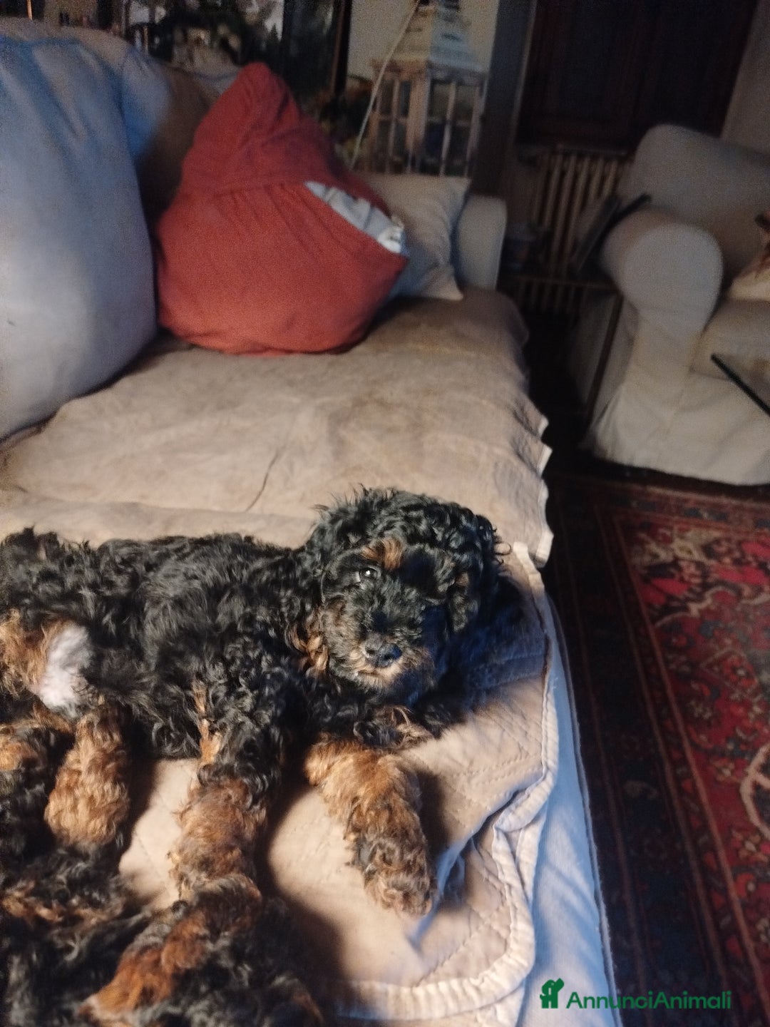 Barboncino cani in vendita: cuccioli Phantom  - Annuncio 2