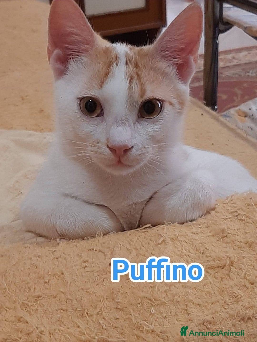 Europeo gatti in regalo: Micino bellissimo rosso/ bianco SOS CASA ROMA  - Annuncio 1