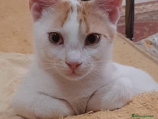 Europeo gatti Micino bellissimo rosso/ bianco SOS CASA ROMA - Annuncio 42