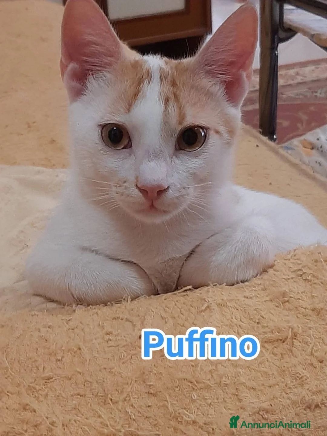 Europeo gatti in regalo: Micino bellissimo rosso/ bianco SOS CASA ROMA  - Annuncio 1