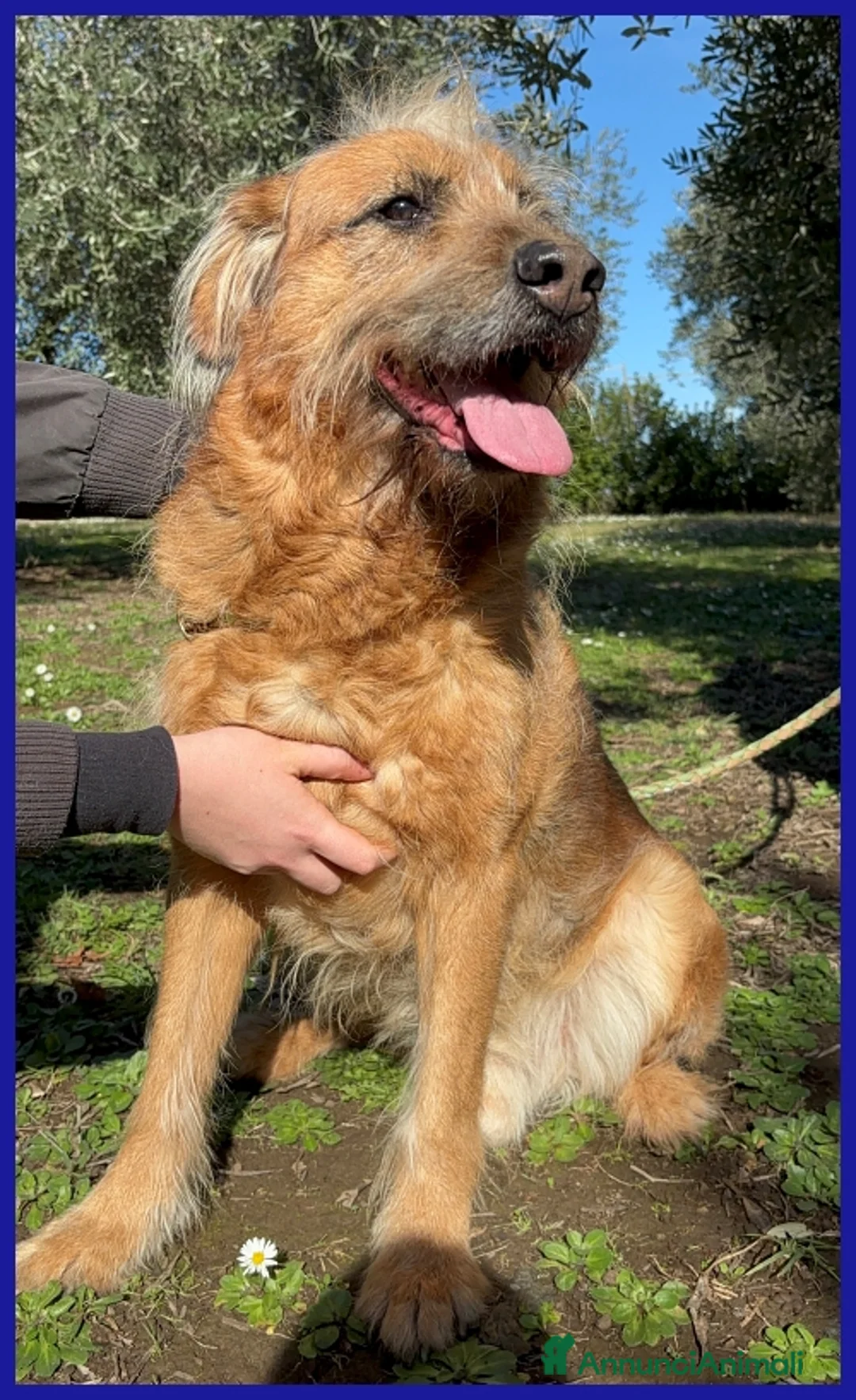 Meticcio cani in regalo: FRED FLINSTONES a Città metropolitana di Roma Capitale - Annuncio 2