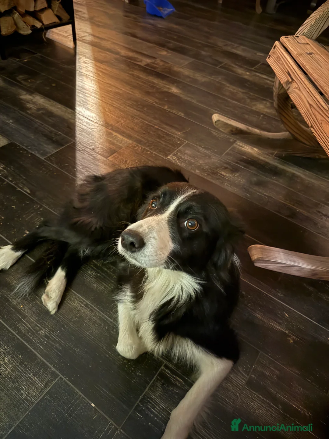 Border Collie cani per accoppiamento: Border collie femmina per accoppiamento - Annuncio 3