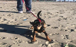 Pinscher Miniatura cani in regalo: STARLET, MINI PINSCHER dolcissima a Città Metropolitana di Firenze - Immagine 12
