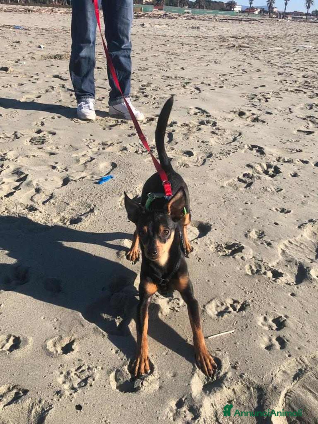 Pinscher Miniatura cani in regalo: STARLET, MINI PINSCHER dolcissima a Città Metropolitana di Firenze - Immagine 12
