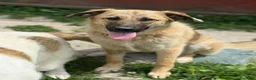 Pastore Tedesco cani in regalo: ANNIE, intelligenza da Pastore, super coccolona! - Annuncio 8