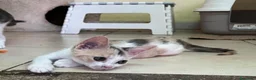 Meticcio gatti in regalo: Stella, 2 mesi: piccola ma con un caratterino! - Annuncio 2