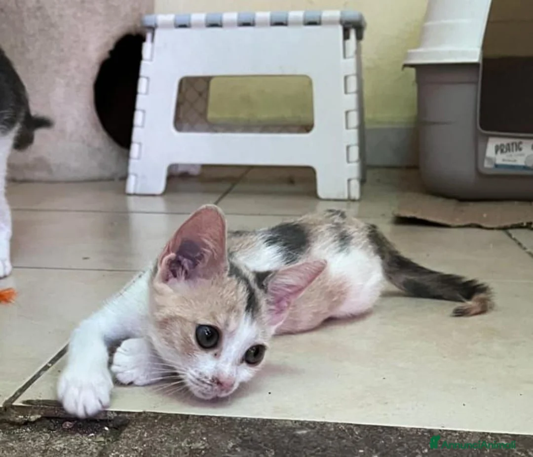 Meticcio gatti in regalo: Stella, 2 mesi: piccola ma con un caratterino! - Annuncio 2