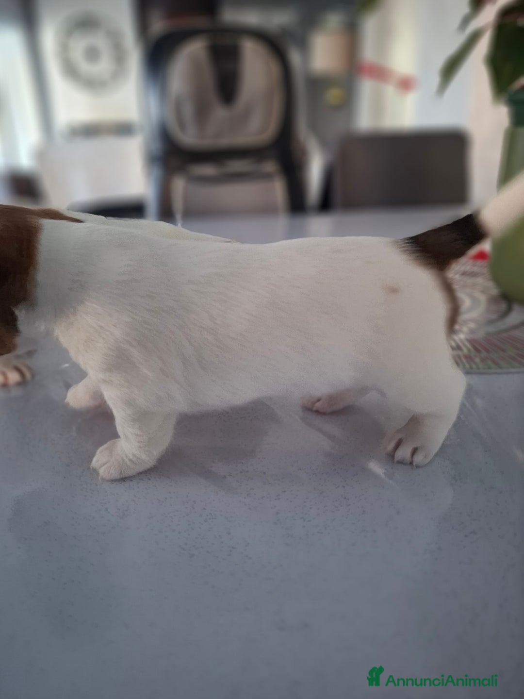 Jack Russell cani in vendita: JACK RUSSEL ultimo maschietto Pedigree - Annuncio 5