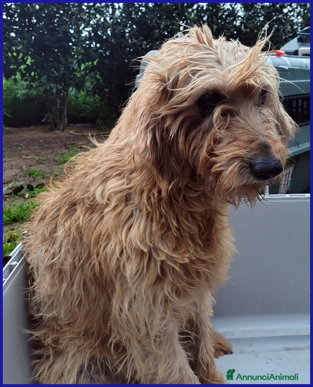 Spinone cani in regalo: GIOVANNI, SPINONCINO 4 ANNI, UN PASSATO DI MALTRAT a Città metropolitana di Milano - Annuncio 6