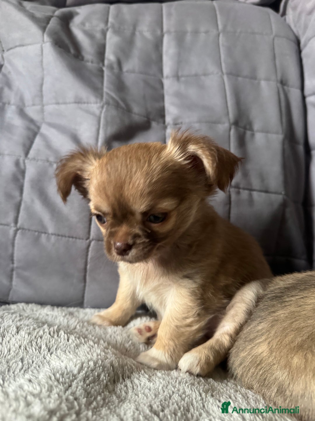 Chihuahua cani in vendita: Chihuahua pelo lungo - Annuncio 5