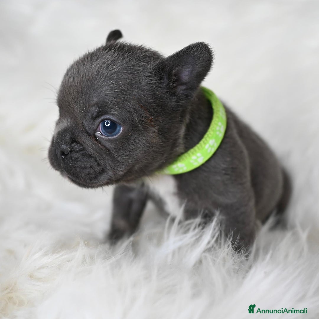 Bulldog Francese cani in vendita: 3 meravigliosi cuccioli di bulldog francese - Annuncio 3