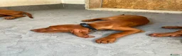 Vizsla cani in vendita: Ultimi 3 maschi di di bracco ungherese disponibili - Annuncio 5